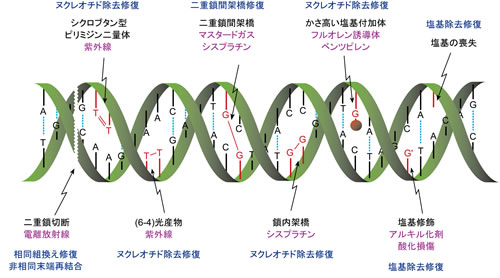図１　さまざまなDNA損傷と代表的な修復機構の例