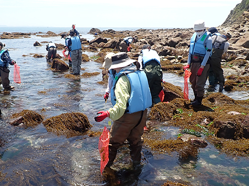 海藻類の採集
