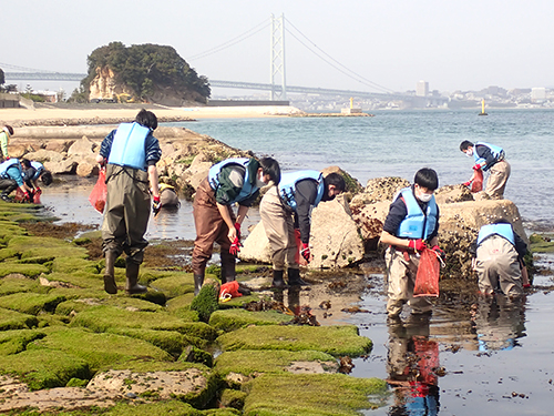 淡路島田ノ代海岸における海藻の採集