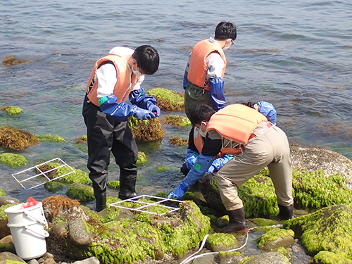 海藻のコドラート調査