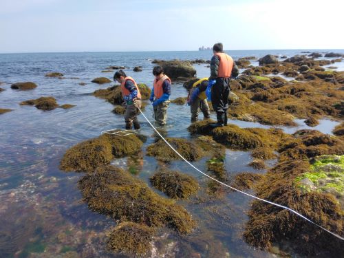 海藻のコードラート調査