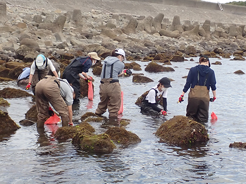 浅場での海藻採集（淡路島由良；8月12日）