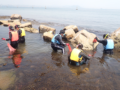 スノーケリングによる海藻採集（7月26日；淡路島田ノ代海岸）