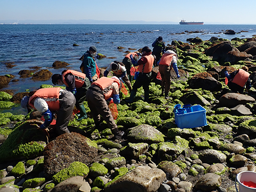 海藻の採集