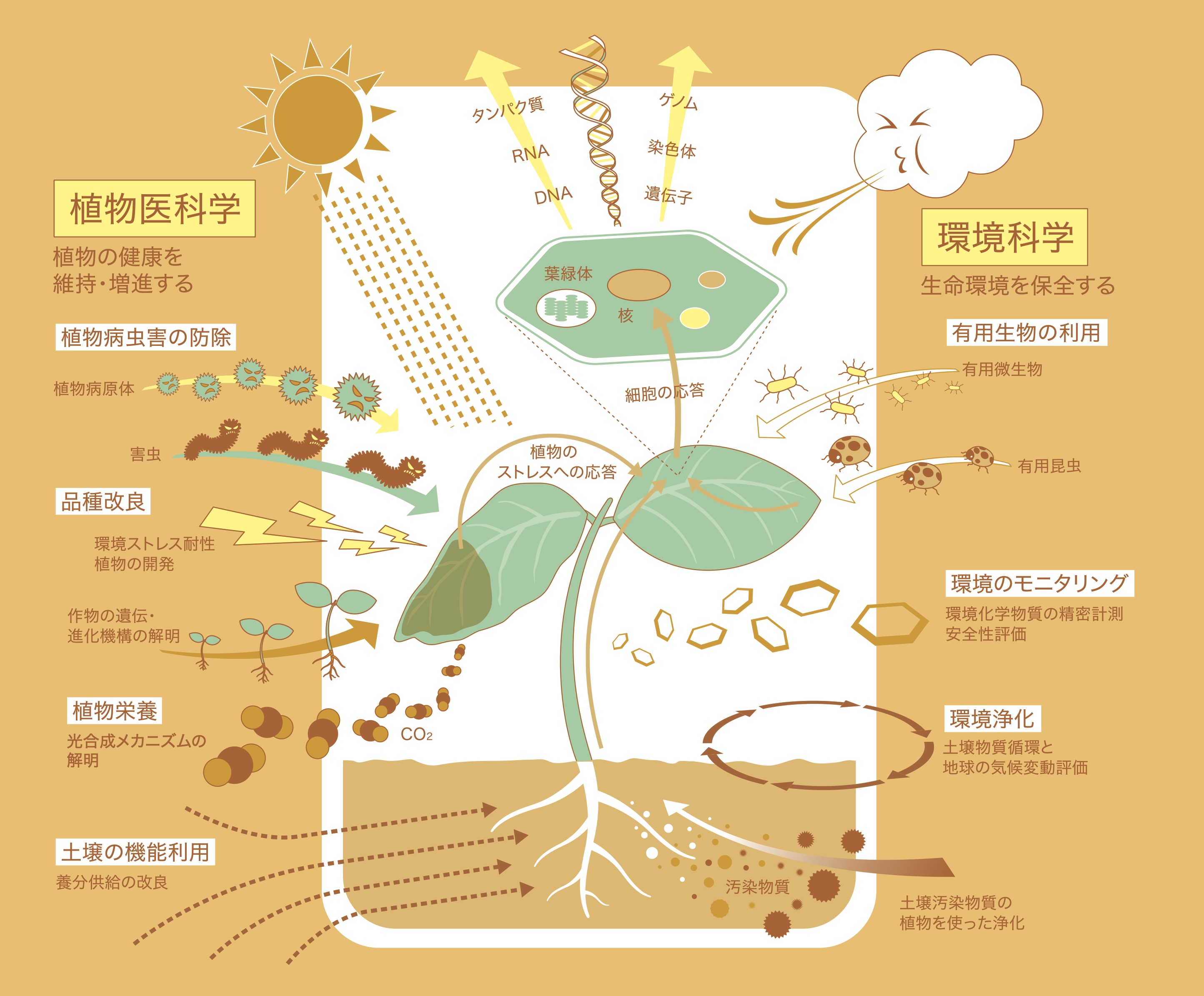 応用機能生物学コースとは？