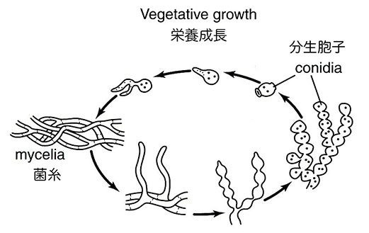 Fig_1