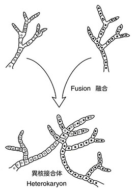 Fig_4