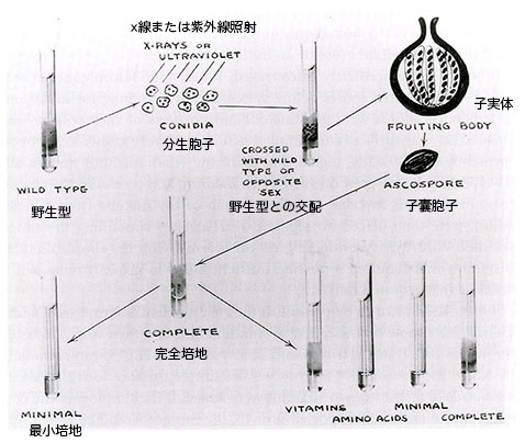 Fig_6