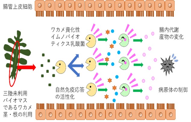 宿主免疫の研究2