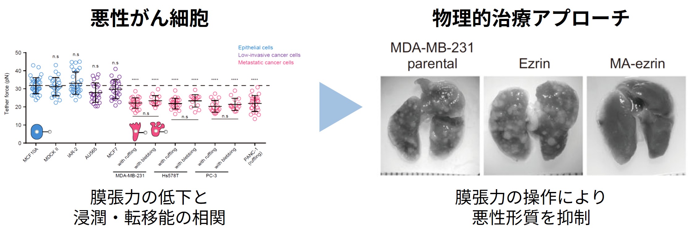 悪性がん細胞における膜張力の低下と物理的治療アプローチによる転移抑制効果