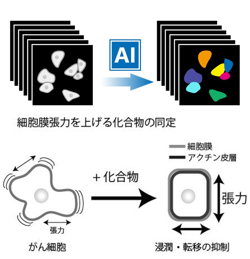 膜張力ターゲット創薬のイメージ図