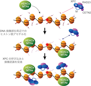 ヒストンの脱アセチル化を介したDNA損傷認識制御機構のモデル