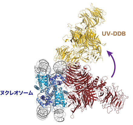 UV-DDB結合モデル