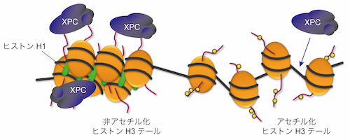 DNA損傷認識因子XPCの局在制御機構に関するモデル