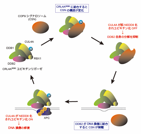 CRL4DDB2ユビキチンリガーゼの活性調節機構のモデル