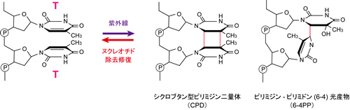 図２　紫外線によって発生するDNA損傷