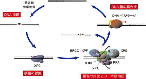 図１　ヌクレオチド除去修復の反応機構モデル