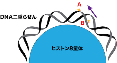 ヌクレオソーム上の損傷位置