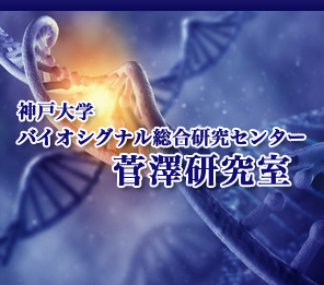 神戸大学　バイオシグナル研究センター　菅澤研究室