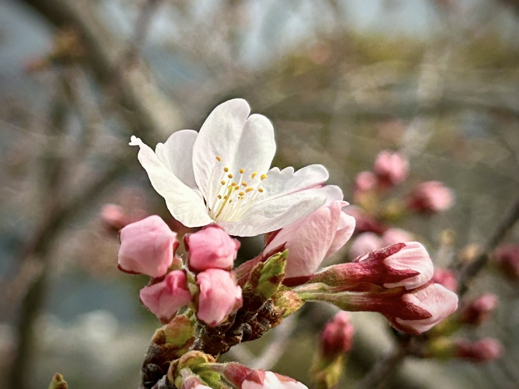 構内の桜