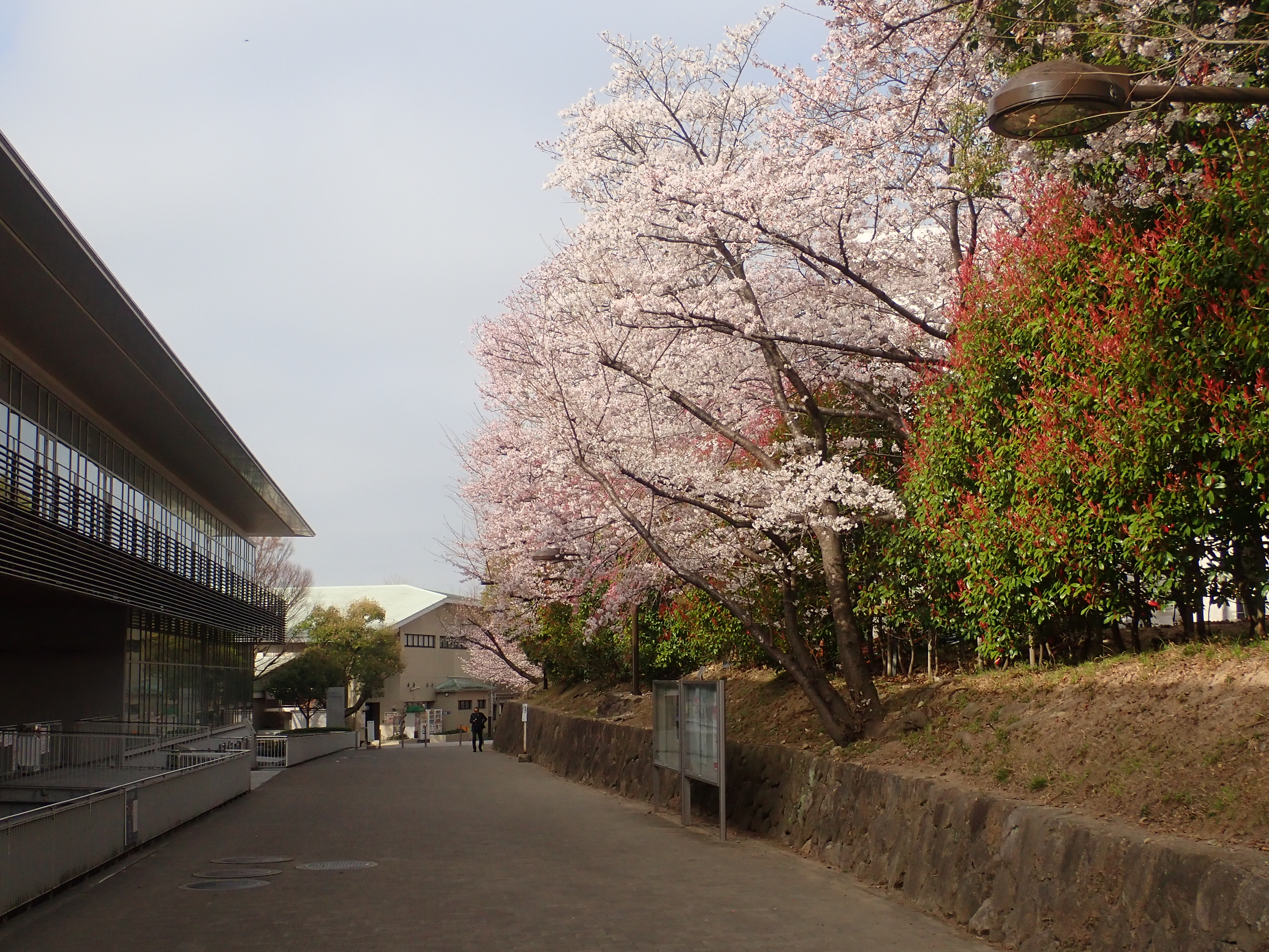 構内の桜
