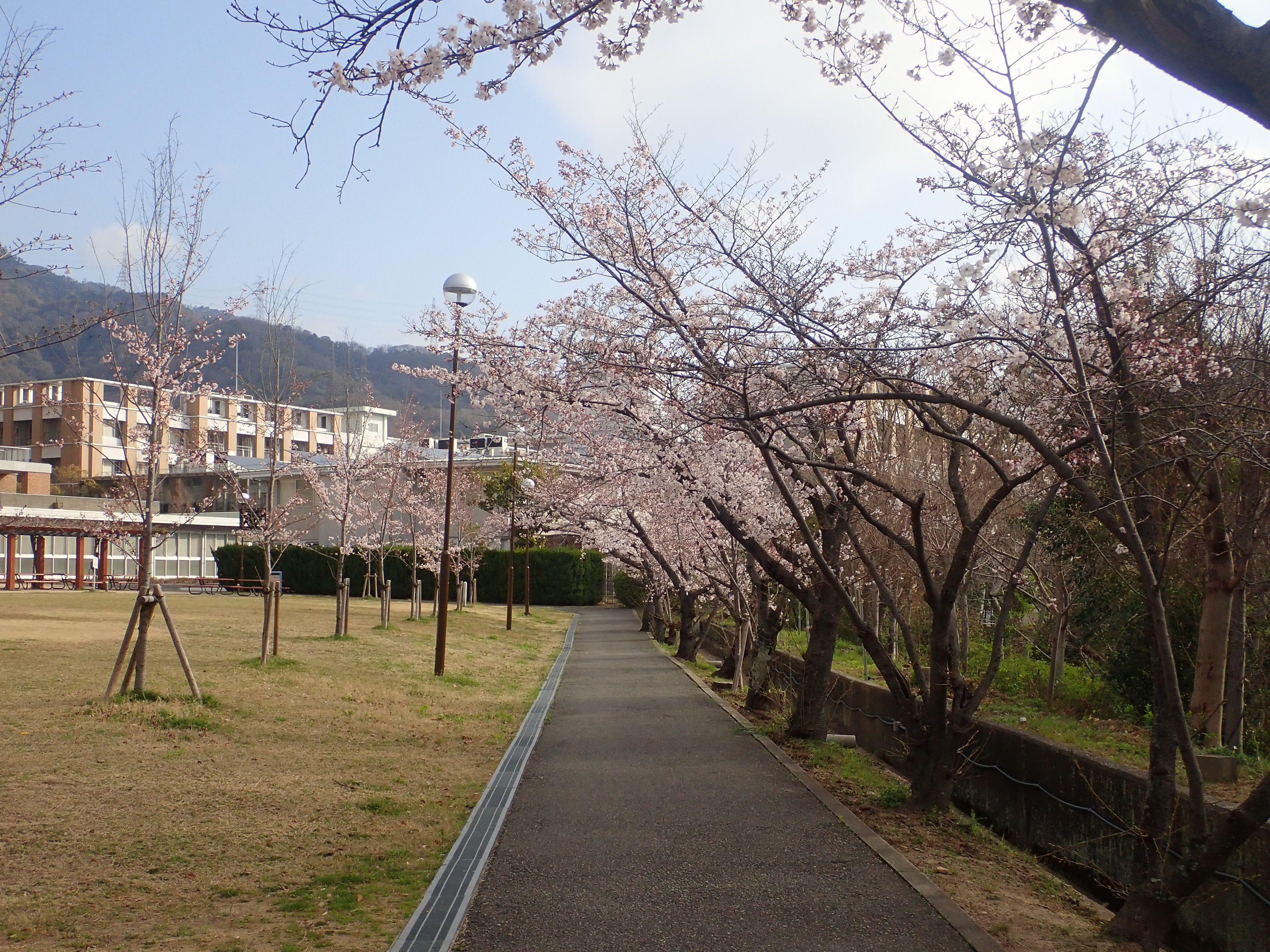 構内の桜