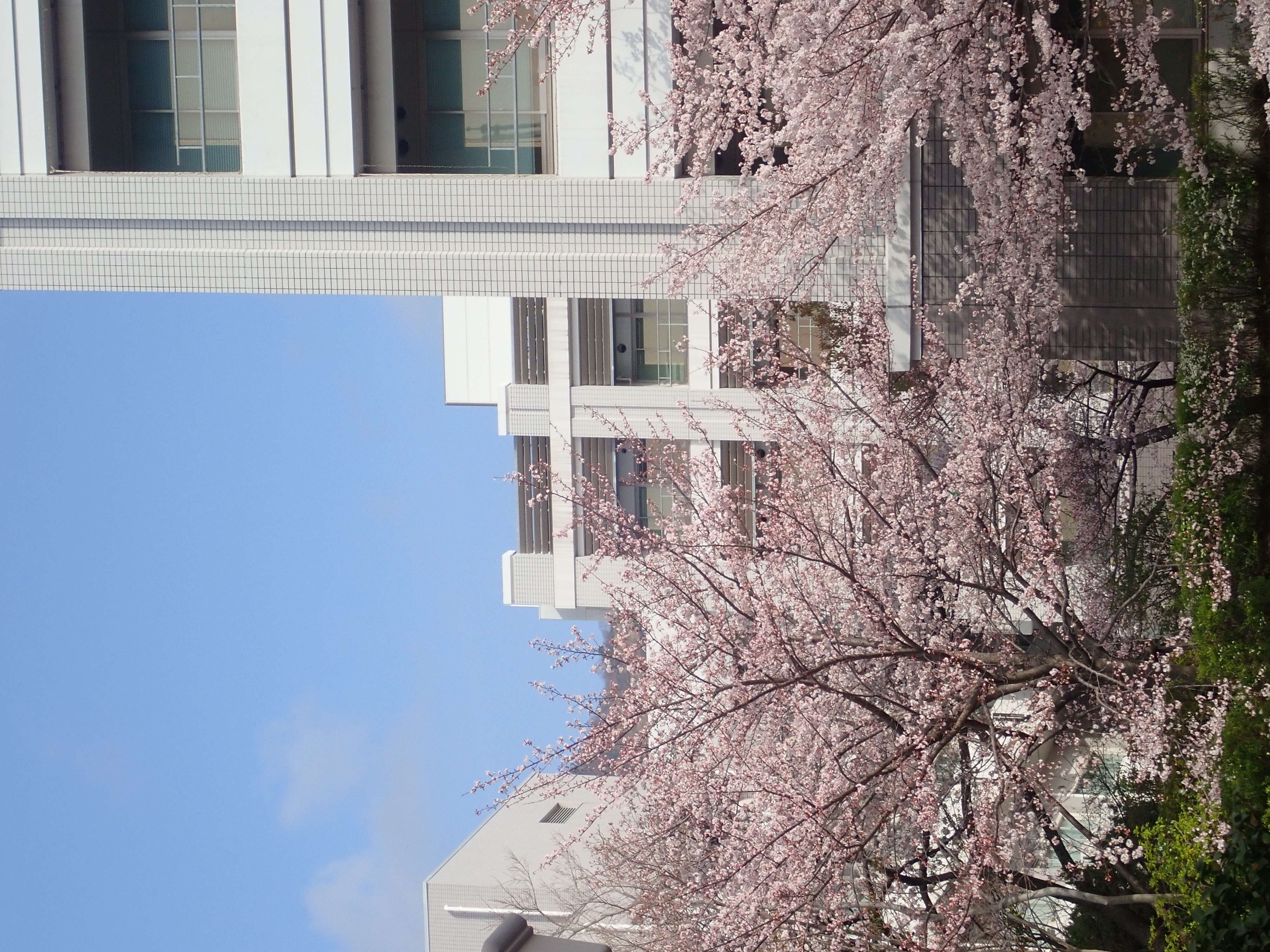 構内の桜