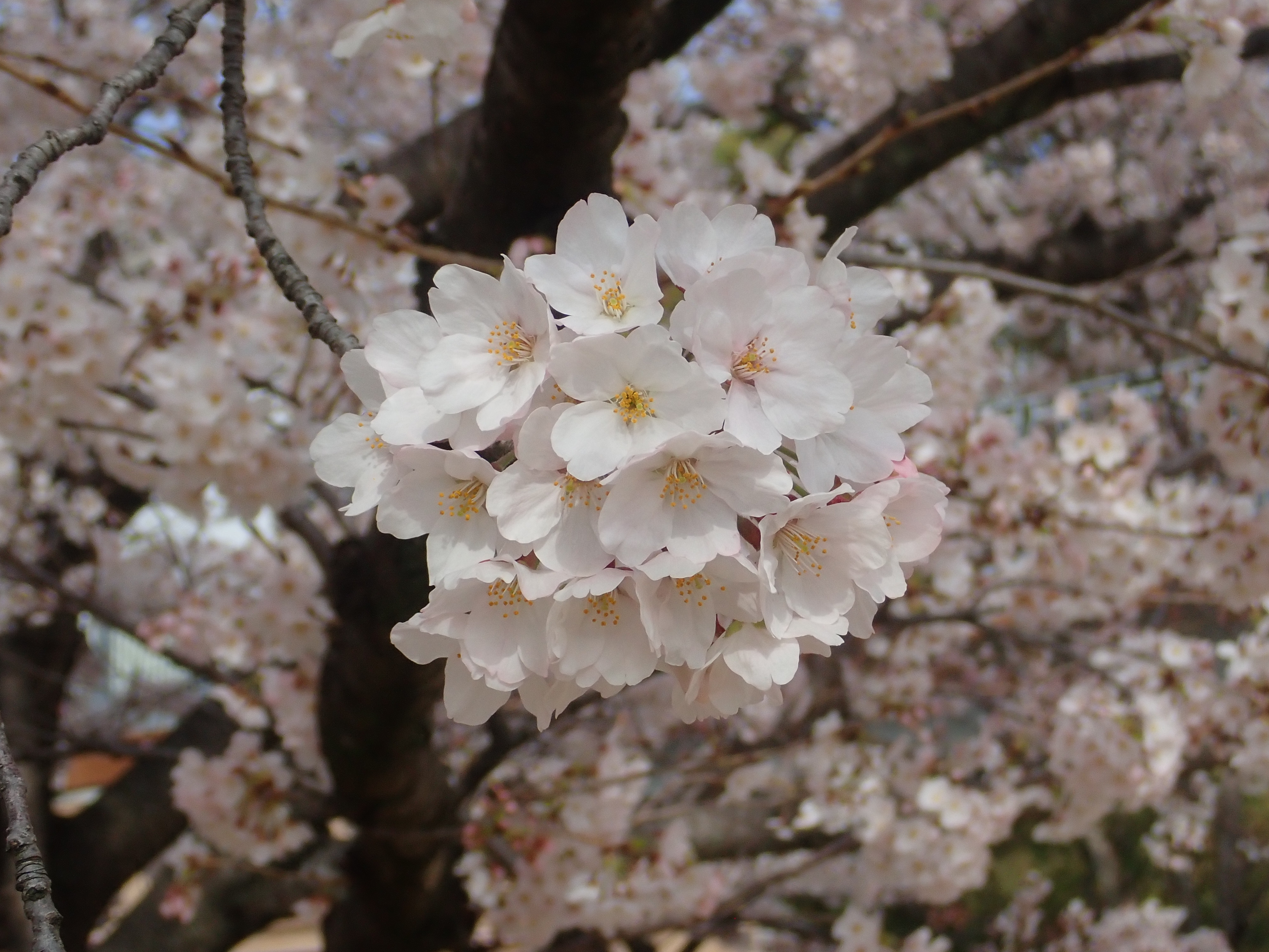 構内の桜