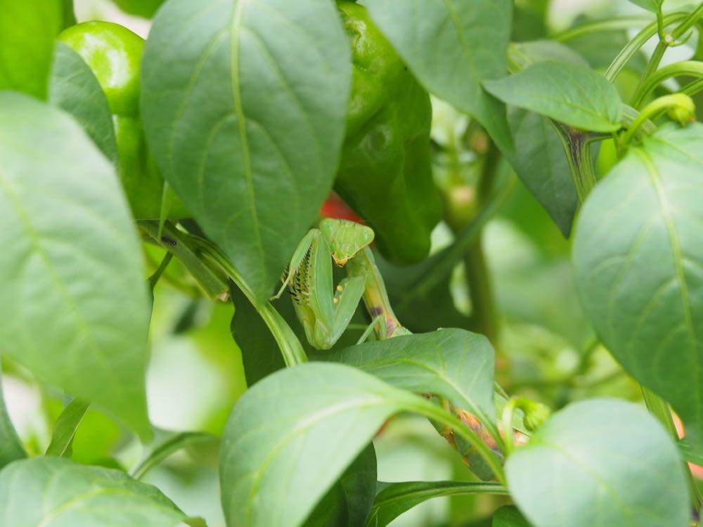 チョウセンカマキリ