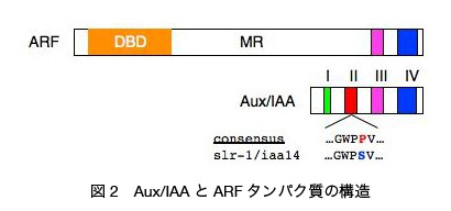 iaa_arf-2