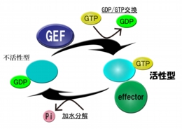 GTPase_activation.jpg
