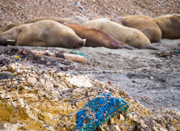 北極海域でのプラスチック汚染：写真1