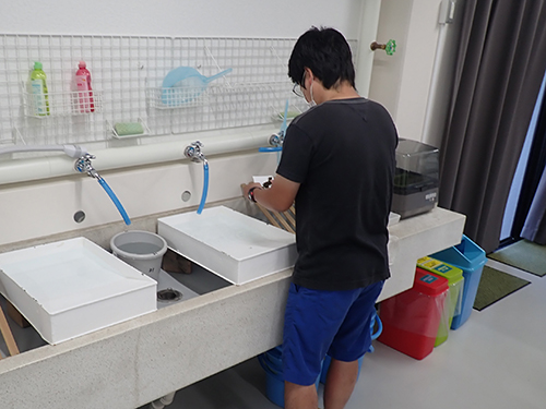 海藻押し葉標本の作製
