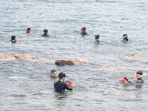 スノーケリングによる海藻採集