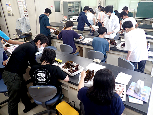 採集した海藻の同定作業