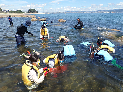 スノーケリングによる海藻採集