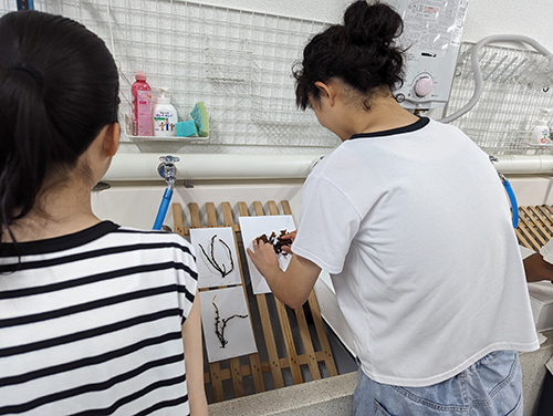 海藻の押し葉標本の作製