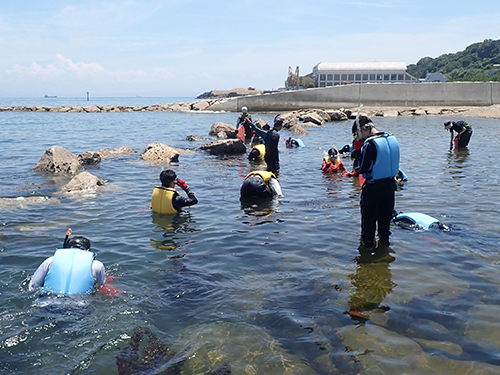 スノーケリングによる海藻採集