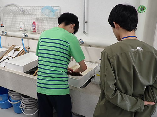 海藻の押し葉標本の作製