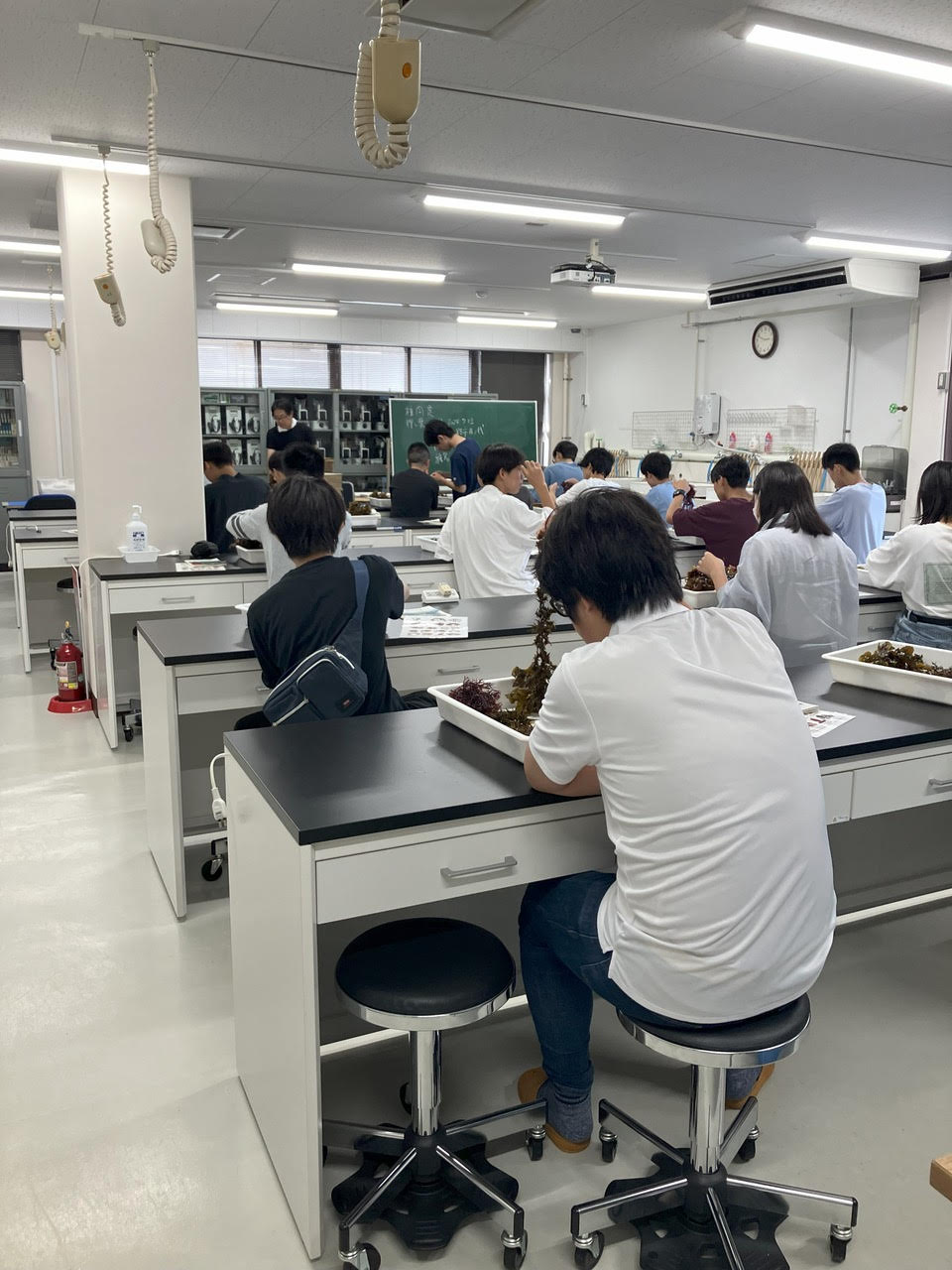 同定作業