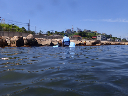 スノーケリングによる海藻採集
