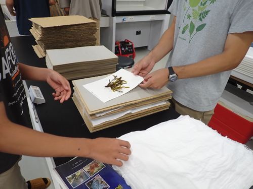 海藻の押し葉標本の作製