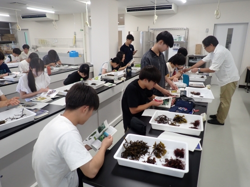 採集した海藻のソーティング