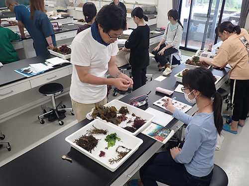 採集した海藻類の同定