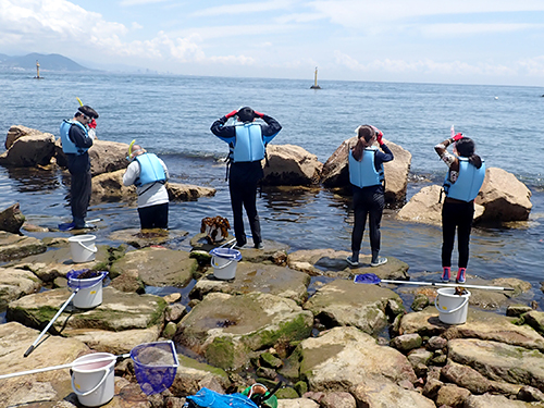 淡路島田ノ代海岸での海岸動物と海藻の採集