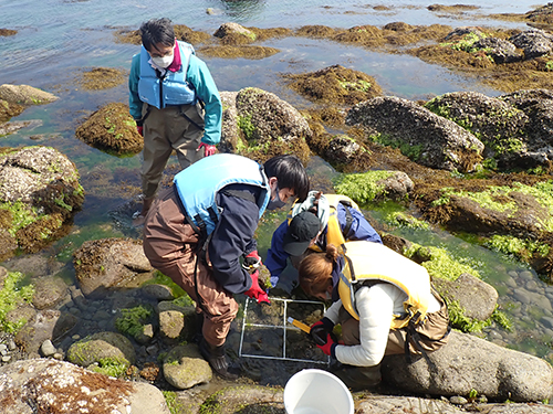 淡路島由良の海岸動物の採集と調査