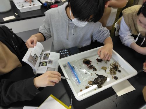 採集した動物の観察・種同定