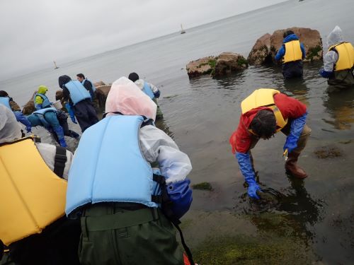 動物・海藻の採集（田ノ代海岸）