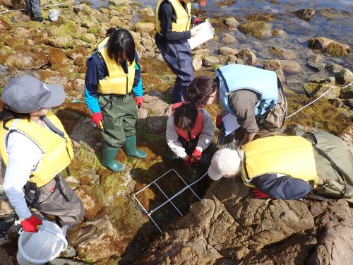 海藻のコードラート調査
