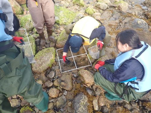 動物のコードラート調査